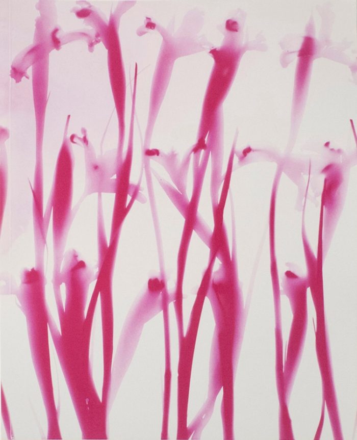 Irises Stacks Pink Red  2005  51 x 40.7 cm  発色現像方式印画  unique