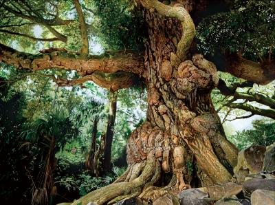 橋本　大輔　HASHIMOTO Daisuke　《大御堂のスダジイ》　Chinquapin tree　H1940×W2590
 　mm　キャンバス、油彩　2021年（後期出品作品）