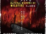 企画展「ワイルド・ファイヤー：火の自然史」国立科学博物館