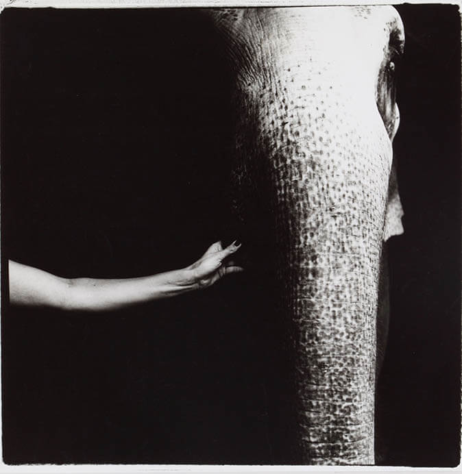 出番を待つ象と女 ガンガーの由来　1980年 ＜天幕の街＞より　©Yoko Suzuki