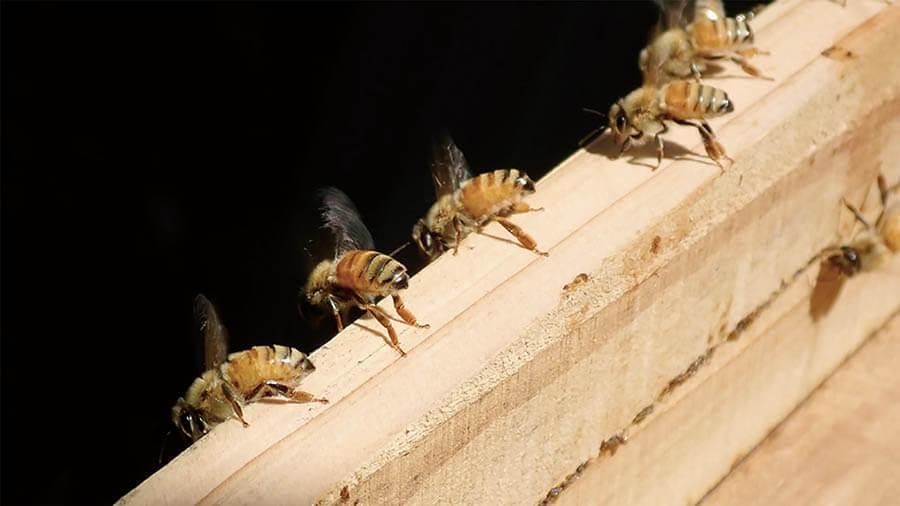 《ミツバチの見た夢》　2019　映像、11分48秒

