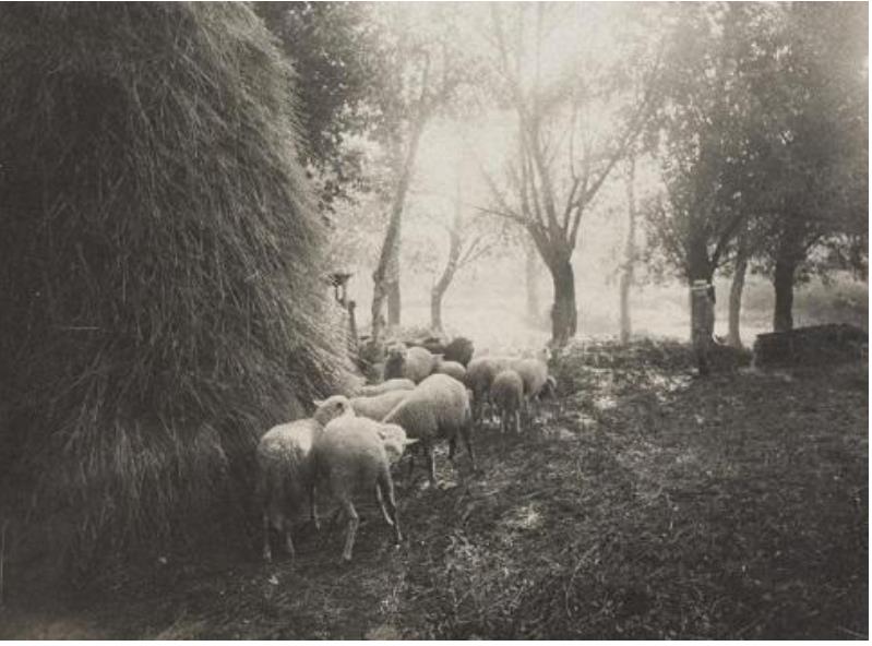 フェリックス・ティオリエ
《積みわらのそばの羊の群れ、プレシヴェ》
1880-1910年頃　ゼラチン・シルバー・プリント
