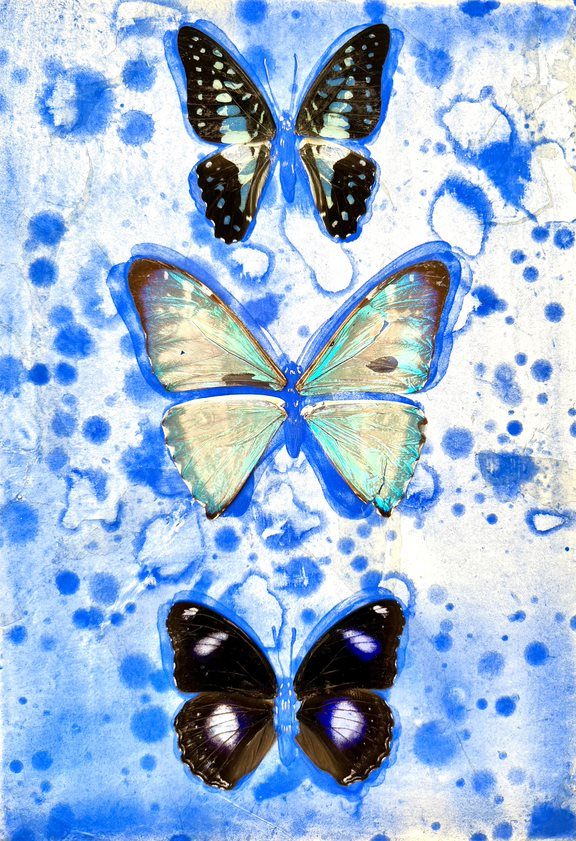 「Butterfly Specimen　Vol.4

SM

22.7×15.8cm

紙本彩色、銀箔、岩絵具、

蝶の羽

2022年