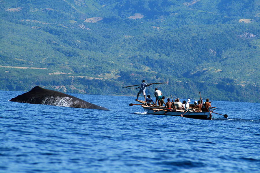 レンバタ島ラマレラ村の伝統捕鯨（撮影：小島曠太郎　2007年5月）
