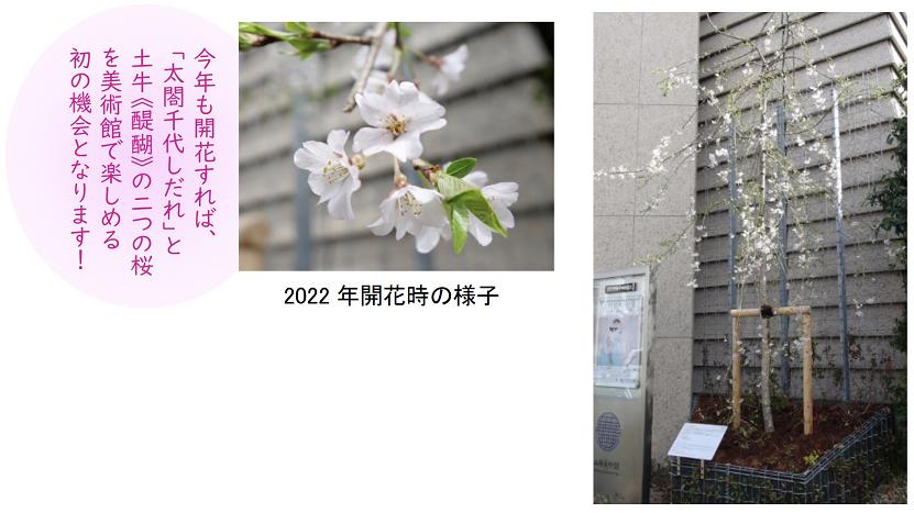 特別展　世界遺産登録10周年記念「富士と桜―北斎の富士から土牛の桜まで―」山種美術館