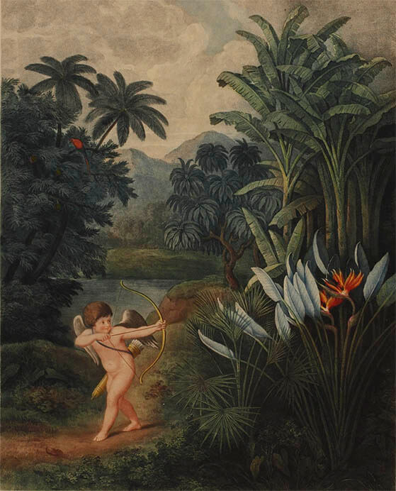 ロバート・ジョン・ソーントン『フローラの神殿』（1798～1807年刊）より　銅版（多色）、手彩色　町田市立国際版画美術館


