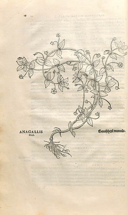 レオンハルト・フックス『植物誌』　1542年刊　木版　東京薬科大学

