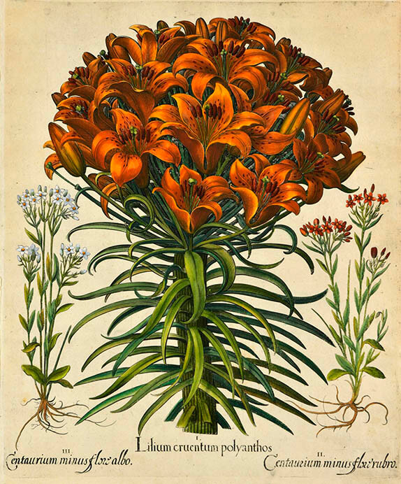 バシリウス・ベスラー『アイヒシュテット庭園植物誌』より一葉　（初版1613年刊）　銅版・手彩色　コノサーズ・コレクション東京

