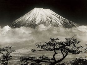 岡田紅陽「東海の松 毘沙門 静岡県」1944年頃（ゼラチン・シルバー・プリント）