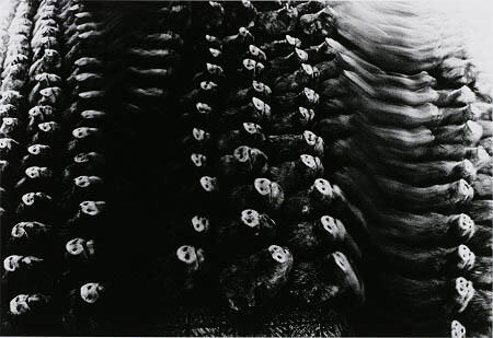 《屠、芝浦》〈遊戯〉より　1963年　東京都写真美術館蔵　©深瀬昌久アーカイブス

