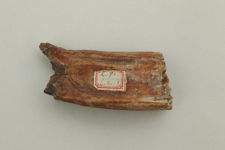 前臼歯
顧郷屯遺跡（現中国ハルピン市）
約2万5千年前