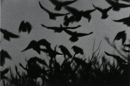 《金沢》〈鴉〉より　1978年　東京都写真美術館蔵 ©深瀬昌久アーカイブス

