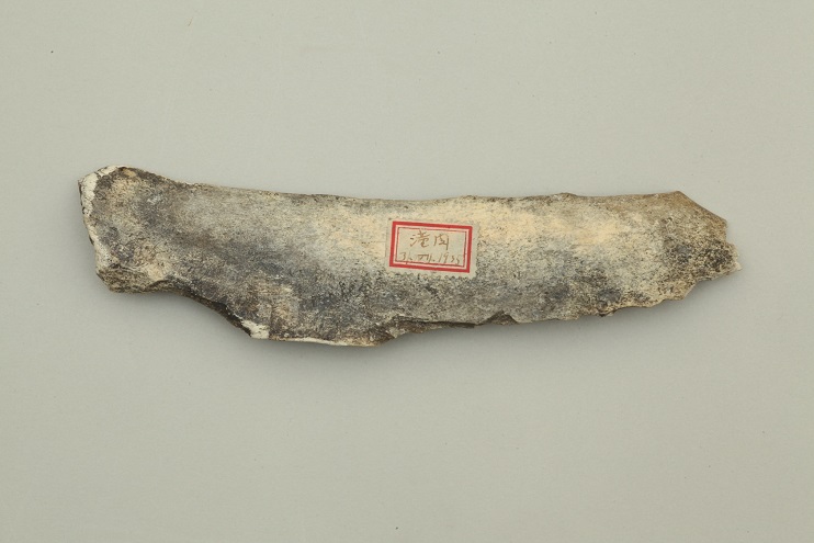 下顎骨
潼関鎮遺跡（現北朝鮮潼関鎮）
約4万年前
