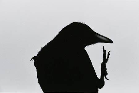 《襟裳岬》〈鴉〉より　1976年　日本大学芸術学部蔵 ©深瀬昌久アーカイブス

