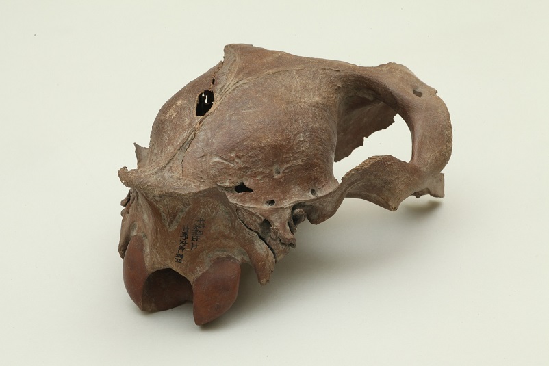右前頭骨から後頭骨
千葉県
16世紀初め～17世紀中頃