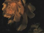 DAVID SIMS Roses #19, 2003 Pigment Inkjet Print 16 x 20 inches