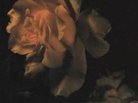 DAVID SIMS Roses #19, 2003 Pigment Inkjet Print 16 x 20 inches