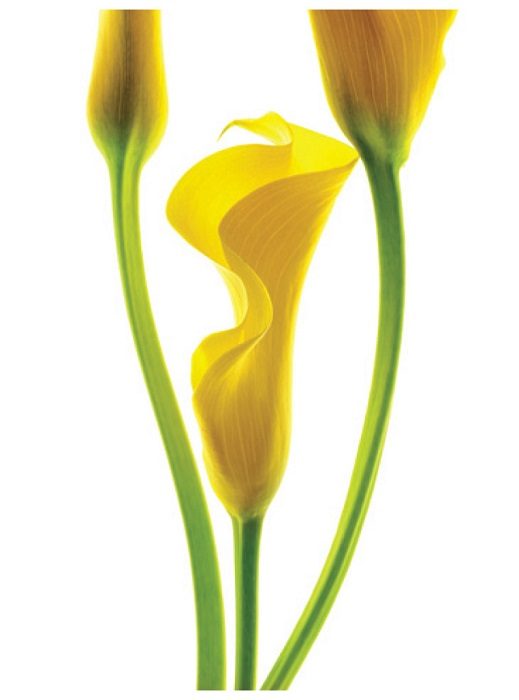 ミッシェル・ガントナー

「黄色のリリー」

41×29cm

ジクレー

ED.200