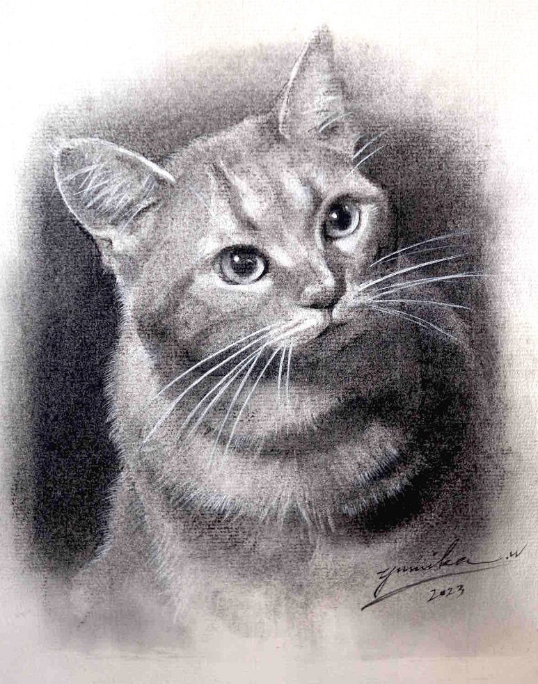 「cat -Toraco」
（木炭、24×19cm）