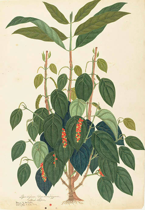 《コショウ》 おそらくインドの画家/1810 年頃/ キュー王立植物園蔵/ ©RBG KEW