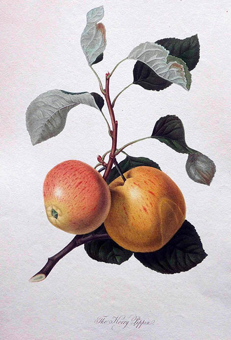 《リンゴ「ケリー・ピピン」》 ウィリアム・フッカー/1818 年/ 個人蔵/Photo Michael Whiteway