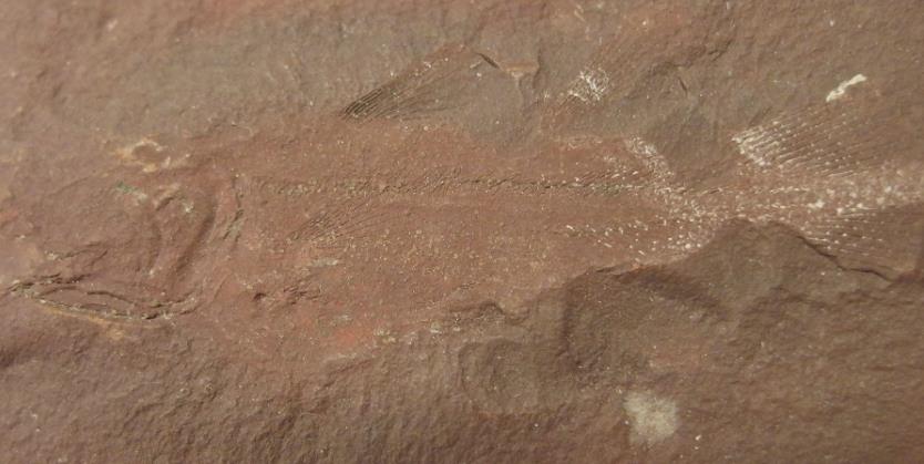 《シーラカンスのなかまの化石》 所蔵：豊橋市自然史博物館

