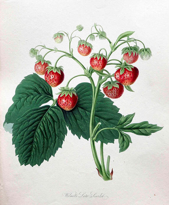 《イチゴ「 ウィルモッツ・レイト・スカーレット」》ウィリアム・フッカー/1818 年/ 個人蔵/Photo Michael Whiteway