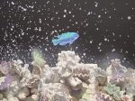 Blue Fish」日本画　紙本着彩F10号