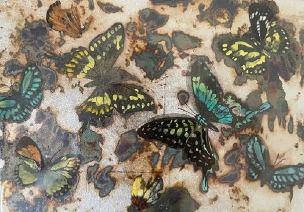 大竹寛子　 「butterfly specimen vol.4」 SM