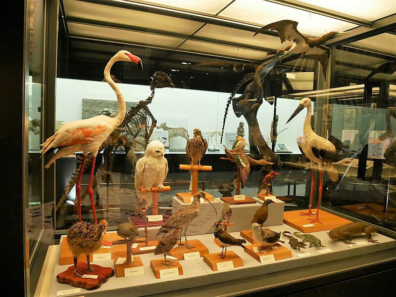「みんなの進化展－命はつながっている－」沖縄県立博物館・美術館（おきみゅー）