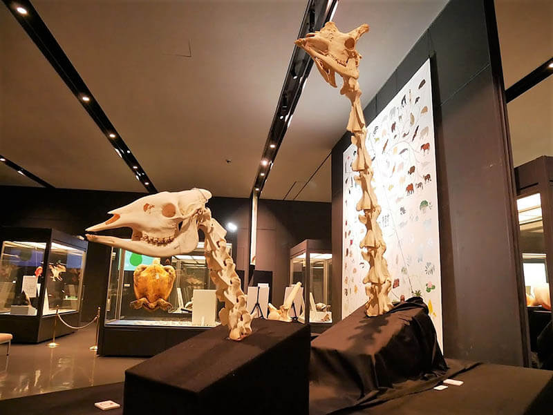 「みんなの進化展－命はつながっている－」沖縄県立博物館・美術館（おきみゅー）