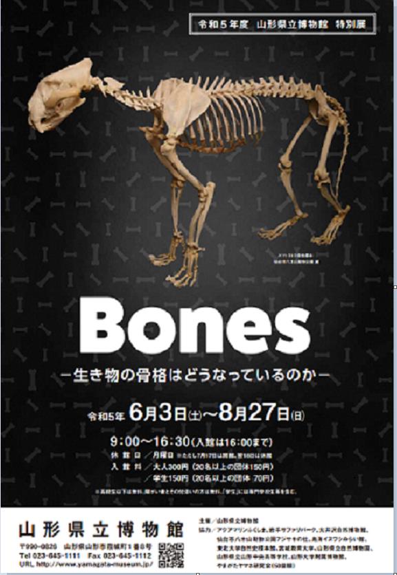 「Bones - 生き物の骨格はどうなっているのか - 」山形県立博物館
