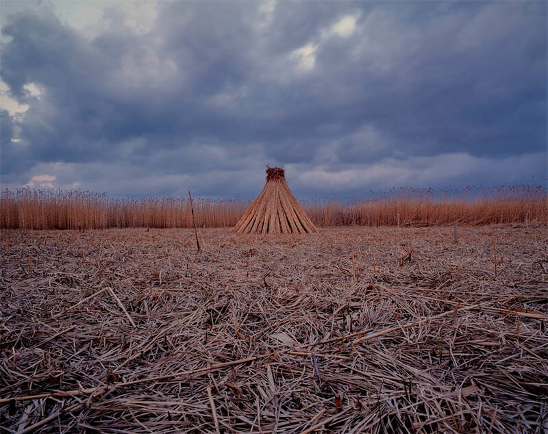 今森光彦《冬のヨシ原》1996年
©Mitsuhiko Imamori