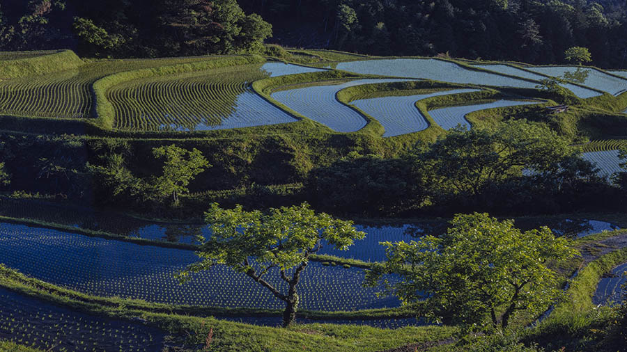 今森光彦《比叡山の裾野に広がる田植えの頃の棚田》1989年
©Mitsuhiko Imamori