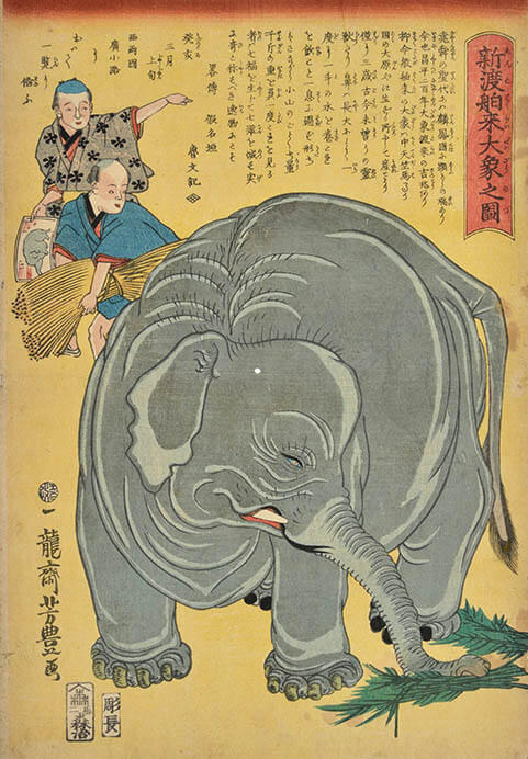 「新渡舶来大象之図」歌川芳豊（中右コレクション）

