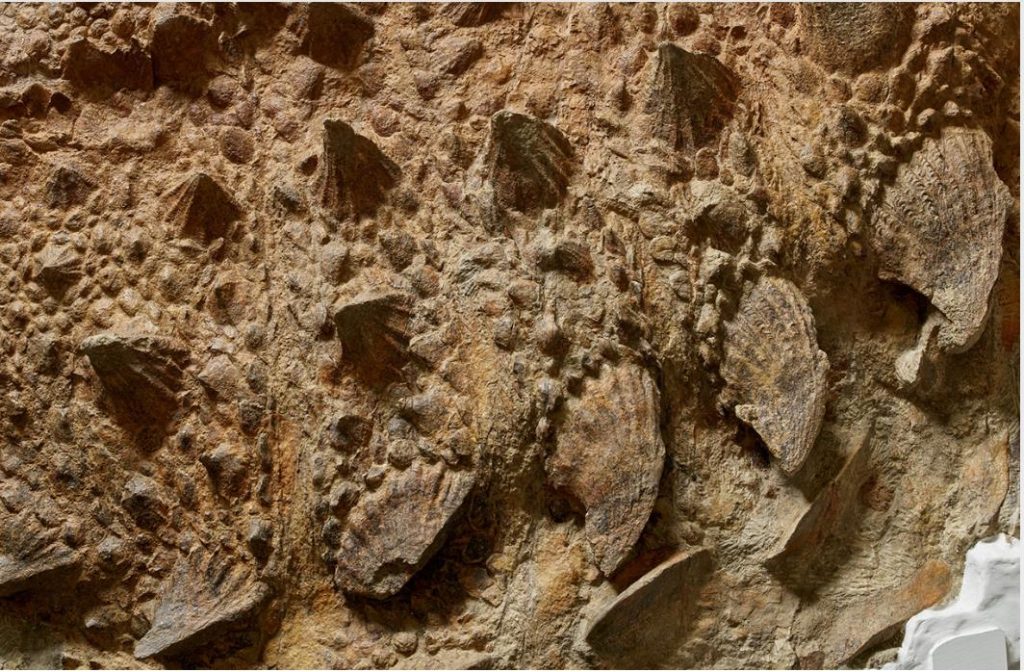 ズール・クルリヴァスタトルの胴体部分（実物化石）©Royal Ontario Museum photographed by Paul Eekhoff

