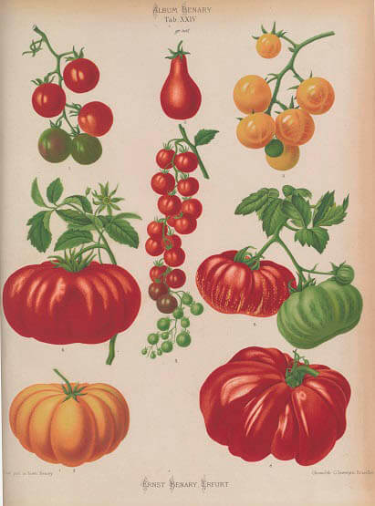 エルンスト・ベナリー《トマト》2015年（原画1889年）/写真印刷（クロモリトグラフによる原画を撮影）キュー王立植物園　© RBG KEW

