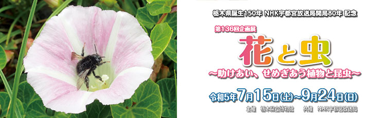 第136回企画展「花と虫 ～助けあい、せめぎあう植物と昆虫～」栃木県立博物館