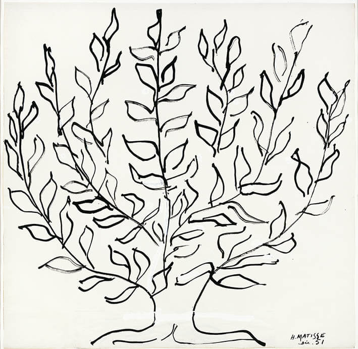 アンリ・マティス《木(プラタナス)》1951年　筆と墨/紙　150×150cm　オルセー美術館蔵(ニース市マティス美術館寄託)
©Succession H. Matisse　Photo: François Fernandez

