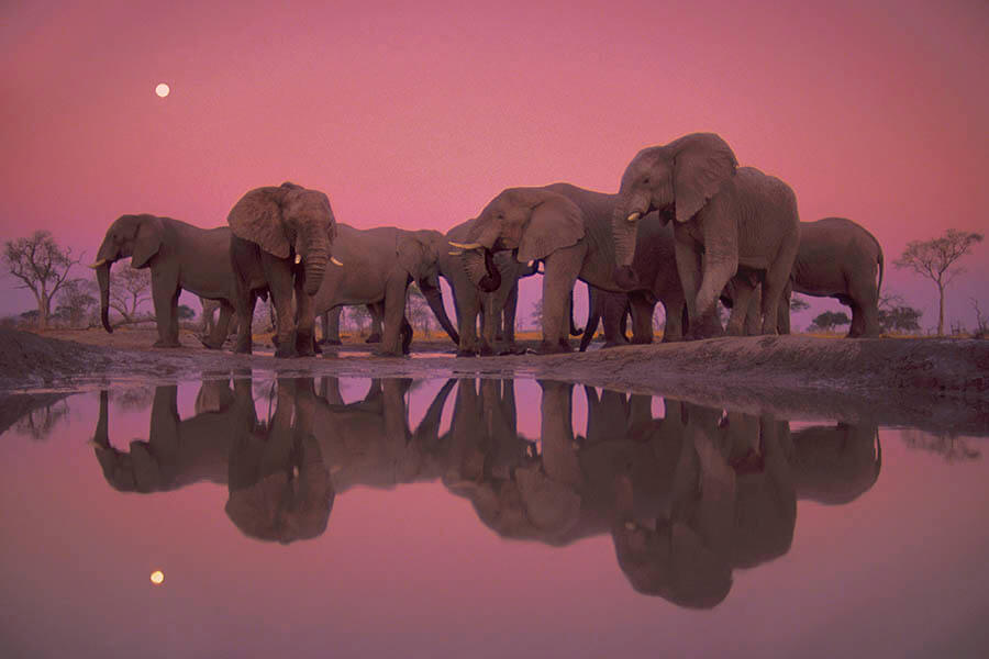 ≪たそがれどきの巨人たち≫フランス・ランティング / National Geographic

