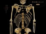 「海を越える人々（後期） 旧石器時代の人類」沖縄県立博物館・美術館（おきみゅー）