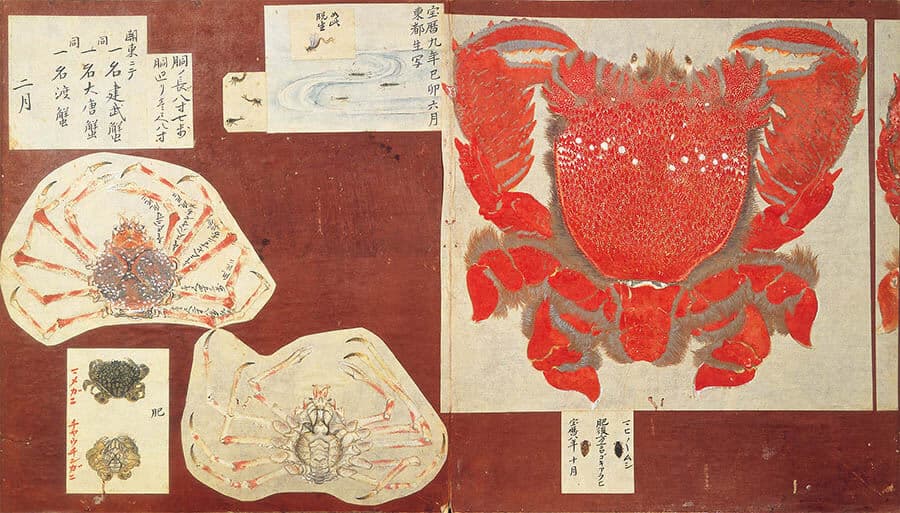 「毛介綺煥」江戸時代（18世紀）、永青文庫蔵