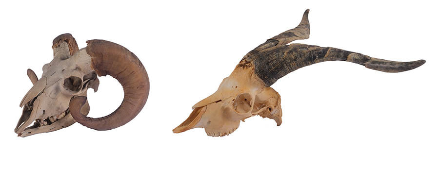 ヒツジとヤギの頭骨標本　国立科学博物館所蔵