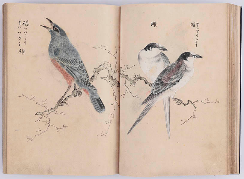 「群禽之図(ぐんきんのず)」（部分）江戸時代（18世紀）永青文庫蔵