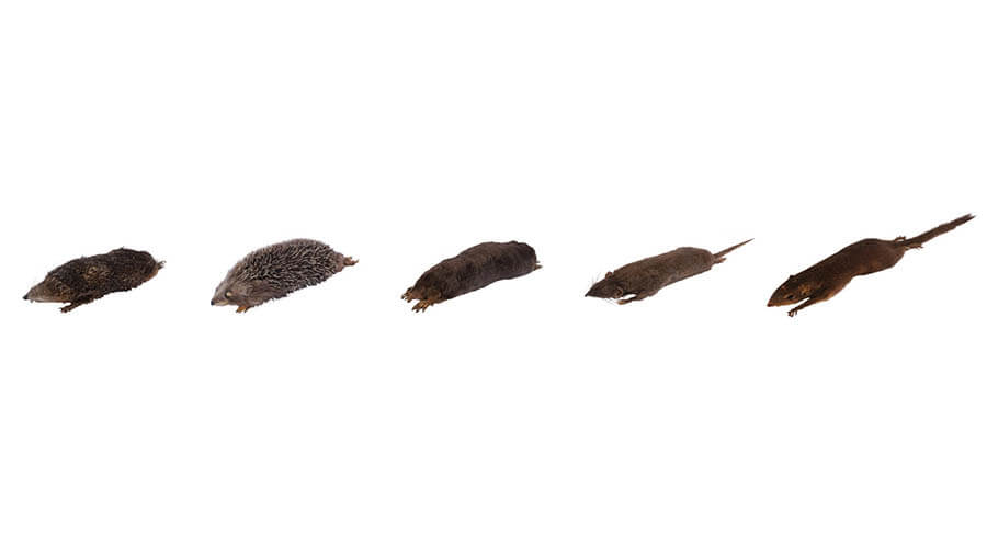 食虫類に分類されていた哺乳類
（左からハリテンレック、ヨーロッパハリネズミ、コウベモグラ、ジャコウネズミ、コモンツパイの仮剝製標本）
国立科学博物館所蔵