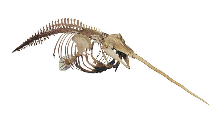 イッカクの全身骨格標本　国立科学博物館所蔵