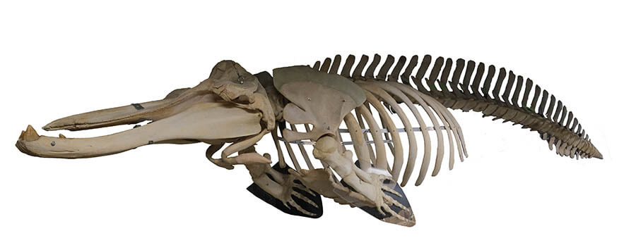 ツチクジラの全身骨格　国立科学博物館所蔵

