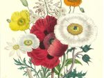 ジェーン・ラウドン　貴婦人たちの花の庭園　ロンドン　石販刷り手彩色　初版　19世紀中頃