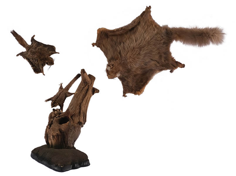 皮膜を持つ哺乳類（左からニホンモモンガ、フクロモモンガ、ムササビの剝製標本）国立科学博物館所蔵

