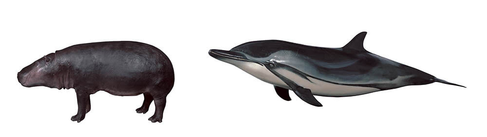 鯨偶蹄目に分類される哺乳類（左からコビトカバの剝製標本、スジイルカのFRP標本）国立科学博物館所蔵